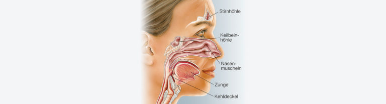 Nasennebenhöhlen OP München HNO Sinusitis - HNO München | Prof. Wustrow